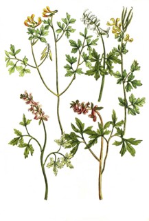 Earth smoke, Fumaria siliguosa, bulbosa (4 varieties), historical, digitally restored reproduction