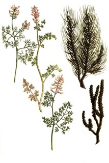 Fucus ericae, Fucus quercus, Fumaria vulgaris, Fumaria terifolia, Historical, digitally restored
