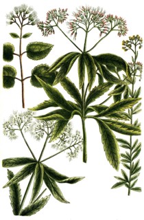 A. Eupatorium cannabinum, water eupatorium, b. Eupatorium herba, c. Eupatorium ageratum, d.