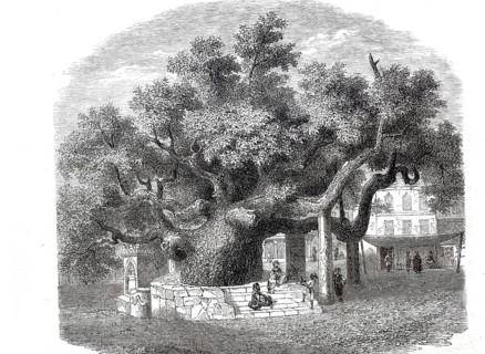 The old plane tree of Hippocrates, Platanus orientalis, on the large square of the island of Kos,