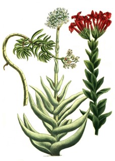 Cotyledon is a genus of the family Cotyledonaceae, here cotyledon africanum, perfoliatum, majus