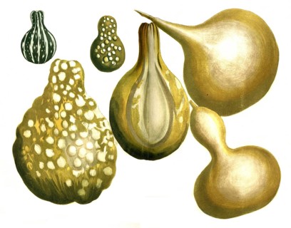 Bottle gourd Cucurbita lagenaria, variations of the gourd, matraciforma, pyriformis variegata,