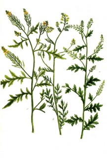 Eruca sylvestris flore albo, White mustard and Eruca palustris lutea, Historical, digitally