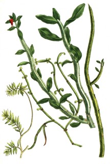 Spurges, Esula fruticosa, juncea, indica and tithymalus, historical, digitally restored