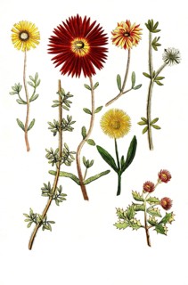 Various species of Ficoides africana, Historical, digitally restored reproduction from a 19th