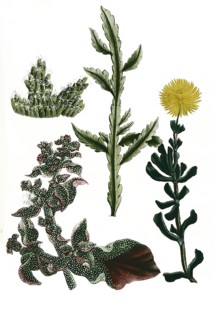 Ficoides afra, africana, peregrina, scolopendrice, Historical, digitally restored reproduction from