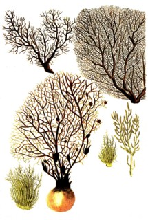 Corallina, various types of coral, historical, digitally restored reproduction from a 19th century