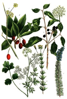 A. Coriandrum, coriander, b. Coris lutea, c. Coris coerulea, d. Cornus mas, cornelian cherry, e.