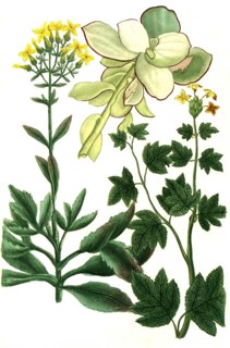 Cotyledon is a genus of the family Cotyledonaceae, here Cotyledon africanum, africanum folio