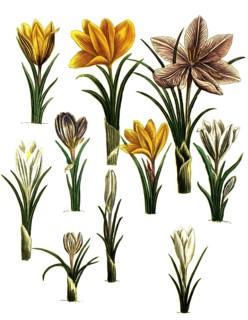 Saffron, Crocus sativus and spring crocus, Crocus vernus, Historical, digitally restored