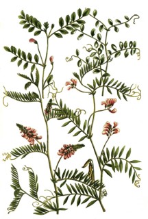 A. Gracca bengalensis hirsuta, b. Gracca piso sylvestris, c. Gracca sylvatica, 4. Gracaa repens