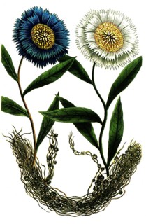 Cuscuta cuscute, flax-silk, white-flowered cornflower Cyanus major latifolius flore albo,