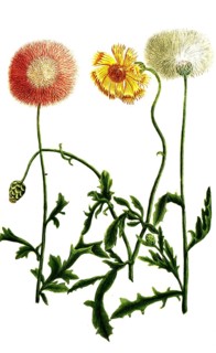 Variations of the cornflower, a. Cyanus orientalis flore purpureo, b. Cyanus odoratus major flore