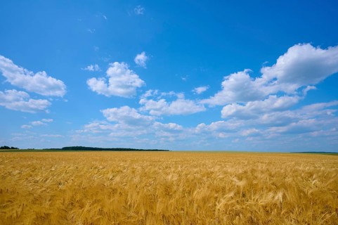 Golden yellow barley field under a wide blue sky with white clouds, summer, Höhefeld, Wertheim,