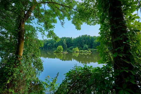 A dense forest surrounds a calm river with clear water reflecting the riparian vegetation, summer,