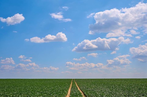 Wide sugar beet field with plants under blue sky and scattered clouds, a path leads into the