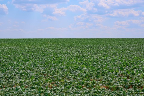 An endless sugar beet field with dense vegetation under a slightly cloudy sky, Hausen, Würzburg
