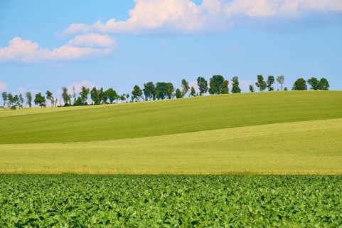 Hilly landscape with green fields and a row of trees under a blue sky with clouds, Marktheidenfeld,