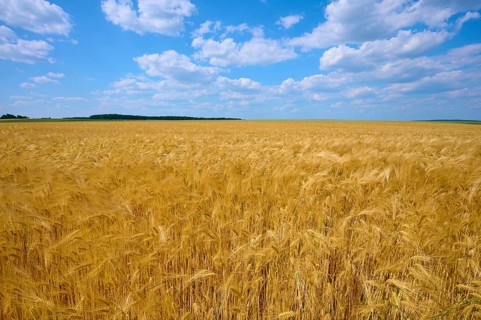 Golden yellow barley field under a bright blue sky with scattered clouds, summer, Höhefeld,