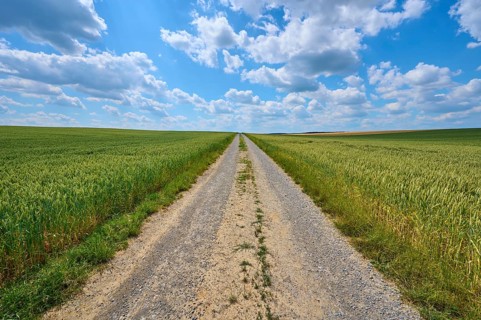 A long gravel path runs between green grain fields under a sky with cloudy formations, summer,
