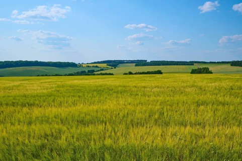 Wide view of green grain fields and hills under a blue sky with few clouds, summer, Retzstadt,