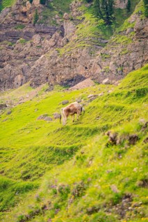 Cow grazing on a green meadow in front of a rocky mountain landscape, Alpe di Siusi, Dolomites,