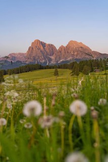 Impressive view of the Dolomites in the evening light with meadow flowers in the foreground,
