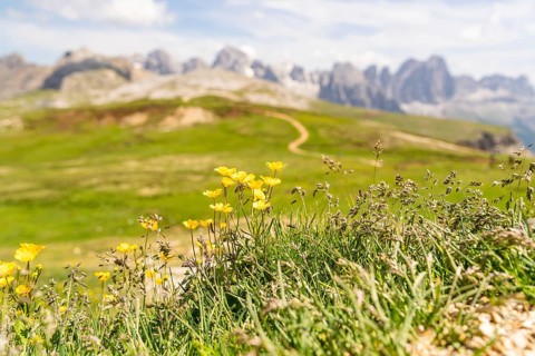 Yellow flowers and grasses on a hill with a mountain backdrop, Alpe di Siusi, Dolomites, South