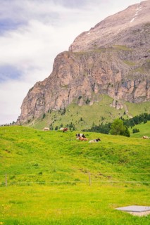 Cows grazing on a green meadow in front of a mountain, Alpe di Siusi, Dolomites, South Tyrol, Italy