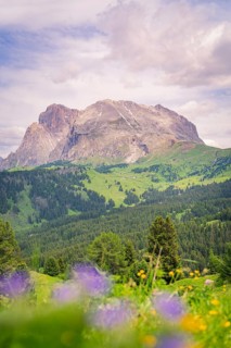 Mountain panorama with violet flowers in the foreground and green meadows, Alpe di Siusi,