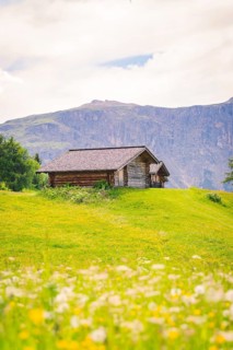 Hut stands on a green meadow with blooming flowers in front of a mountain panorama, Alpe di Siusi,
