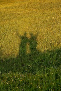 Shadow of two people on a sunlit meadow, Alpe di Siusi, Dolomites, South Tyrol, Italy