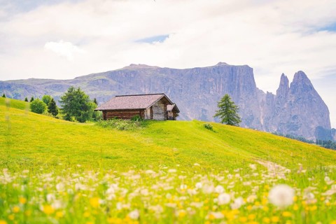 Alpine hut on a green meadow in front of a mountain range under a blue sky, Alpe di Siusi,