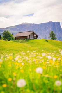 Wooden hut on a flowery meadow in front of an impressive mountain panorama, Alpe di Siusi,