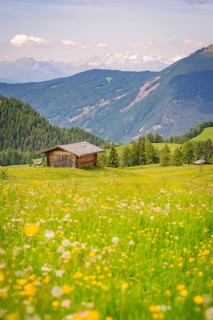 A haystack on a flowering meadow in front of a picturesque mountain panorama, Alpe di Siusi,