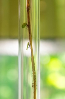 A grasshopper and a mantis climb up a stem in a glass tube, Botanical Garden, Gardens of