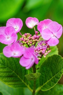 Pink hydrangea flowers with green leaves in the foreground glow vividly, Botanical Garden, The