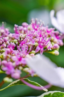 Close-up of pink hydrangea blossoms with filigree pistils in fresh surroundings, Botanical Garden,