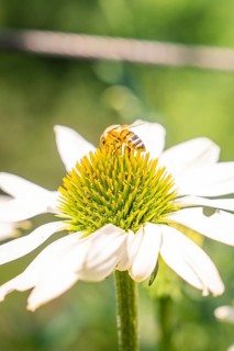 A bee sits on a daisy and collects nectar in the summer air, Botanical Garden, The Gardens of