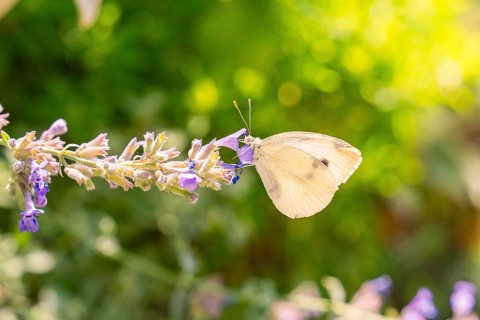 A butterfly sits on lavender flowers in the sunlight against a blurred green backdrop, Botanical