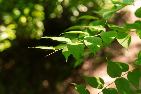 Green leaves on a branch, illuminated by sunlight, surrounded by shadows in a quiet forest,