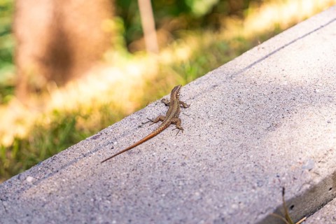 Lizard resting on a concrete path, surrounded by natural light and shadows, Botanical Garden, The