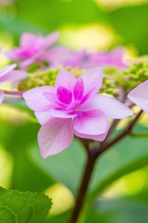 Close-up of a delicate pink flower with a green, blurred background, Botanical Garden, The Gardens