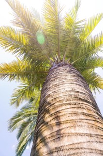View from below of a palm tree illuminated by the sun, Botanical Gardens, The Gardens of