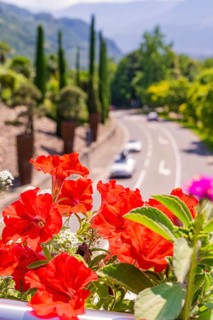 Vibrant red flowers line a street in a sunny landscape, Botanical Garden, The Gardens of