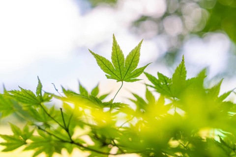 Green maple leaves, illuminated by sunlight, in focus, Botanical Garden, The Gardens of