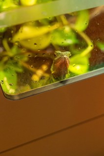 A chameleon in a terrarium sits between damp green leaves, Botanical Garden, The Gardens of