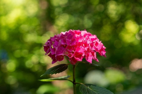 A pink hydrangea flower glows in the sunlight, surrounded by green nature, Botanical Garden, The