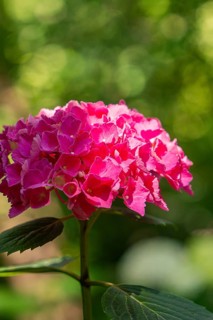 A pink hydrangea flower under sunlit leaves, Botanical Garden, The Gardens of Trauttmansdorff