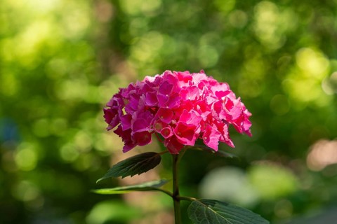 Pink flowering hydrangea in front of a green blurred background in the sunshine, Botanical Garden,